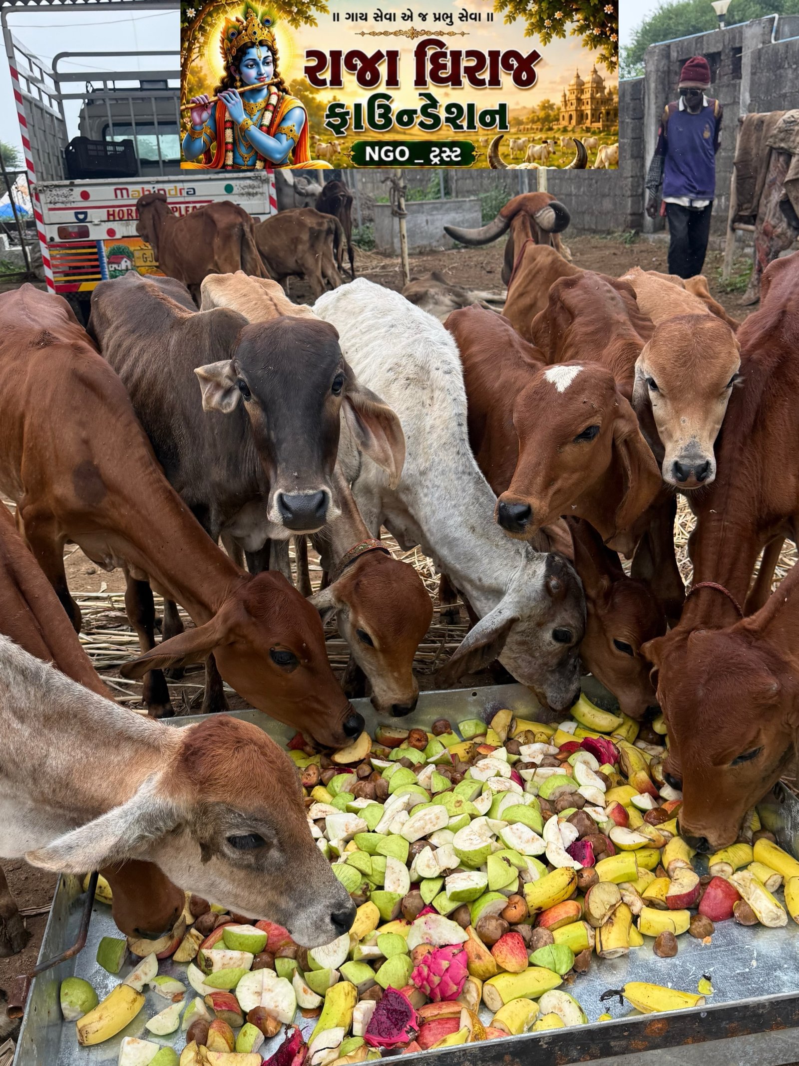 અમારી ગૌશાળા અને ગૌસેવા