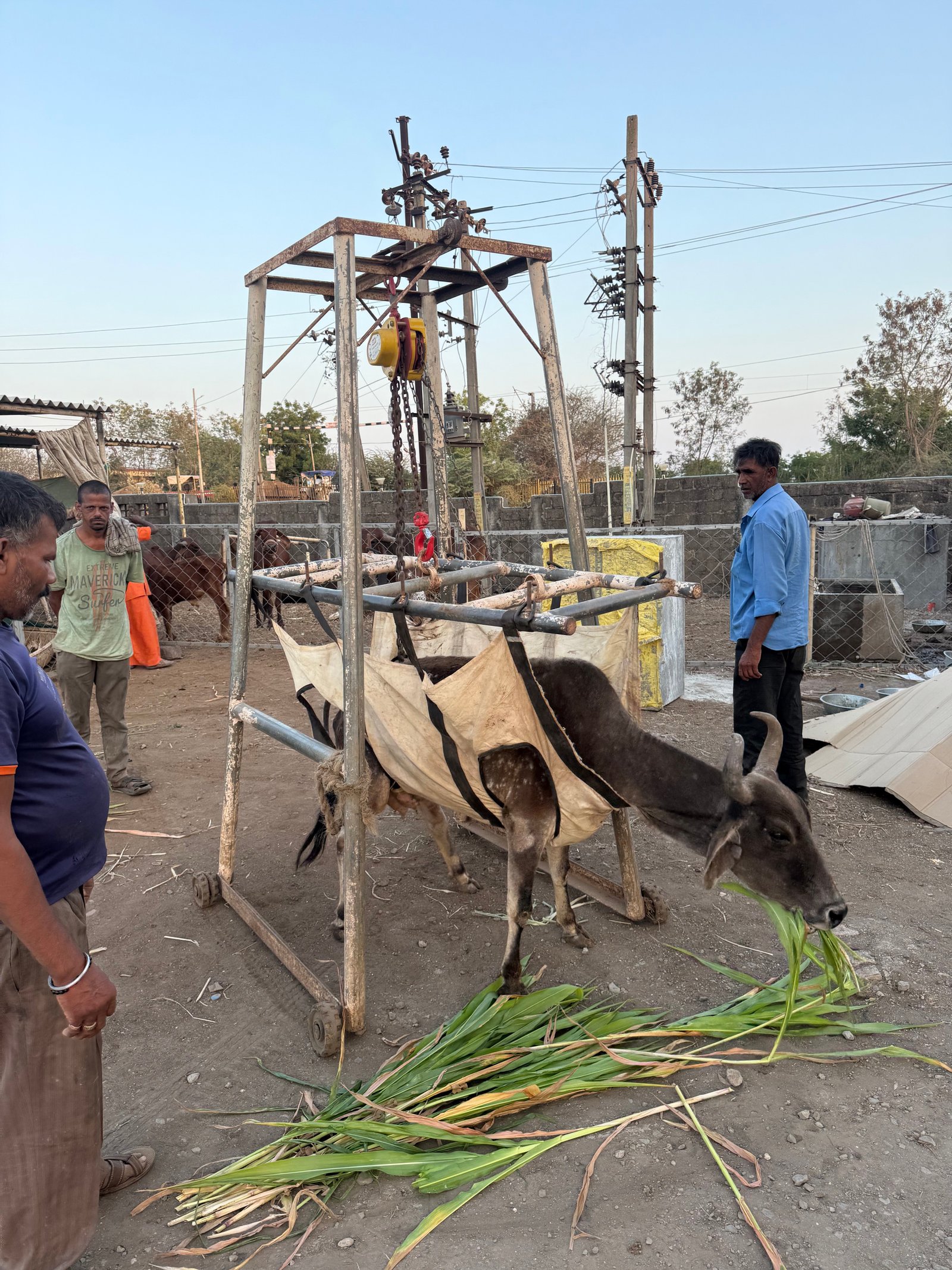 અમારી ગૌશાળા અને ગૌસેવા