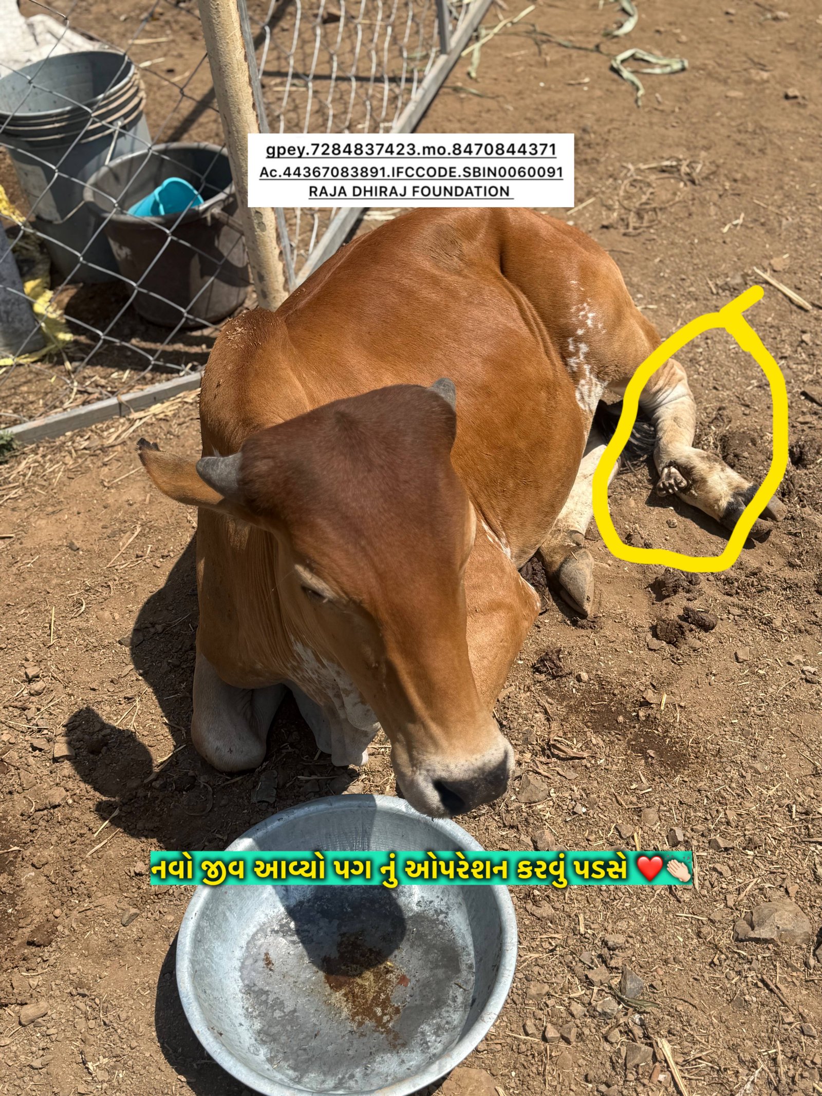 અમારી ગૌશાળા અને ગૌસેવા