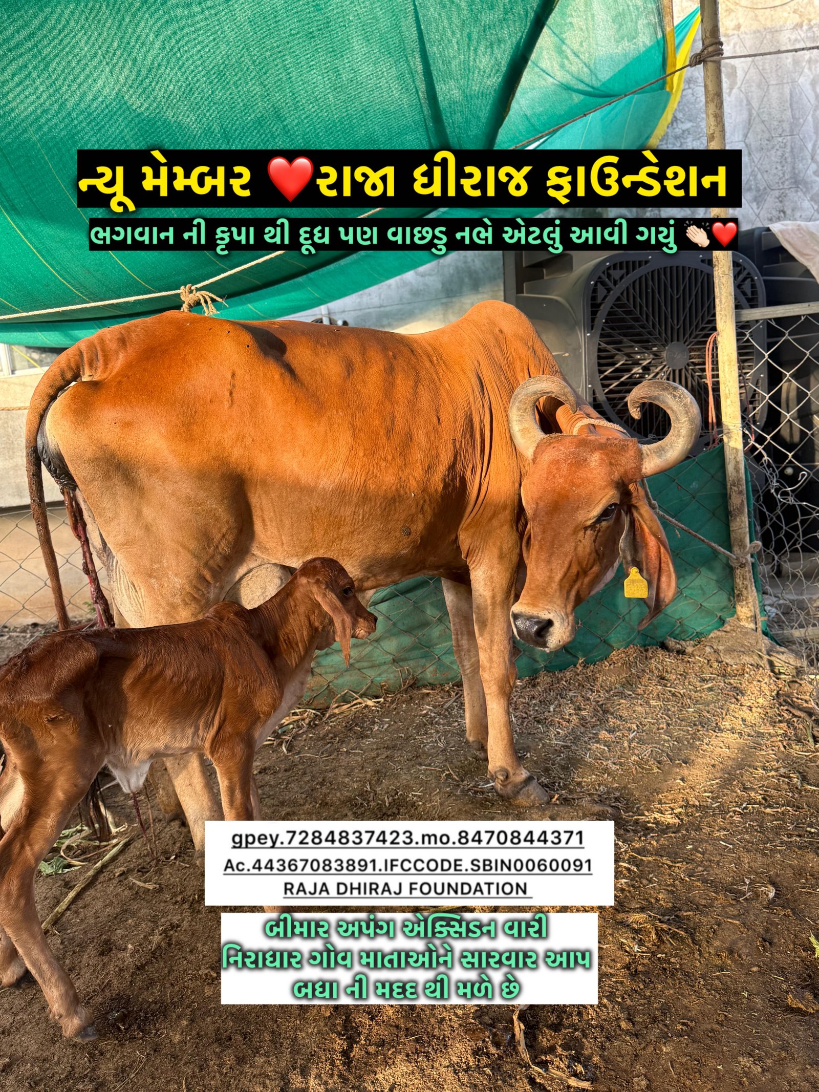 અમારી ગૌશાળા અને ગૌસેવા