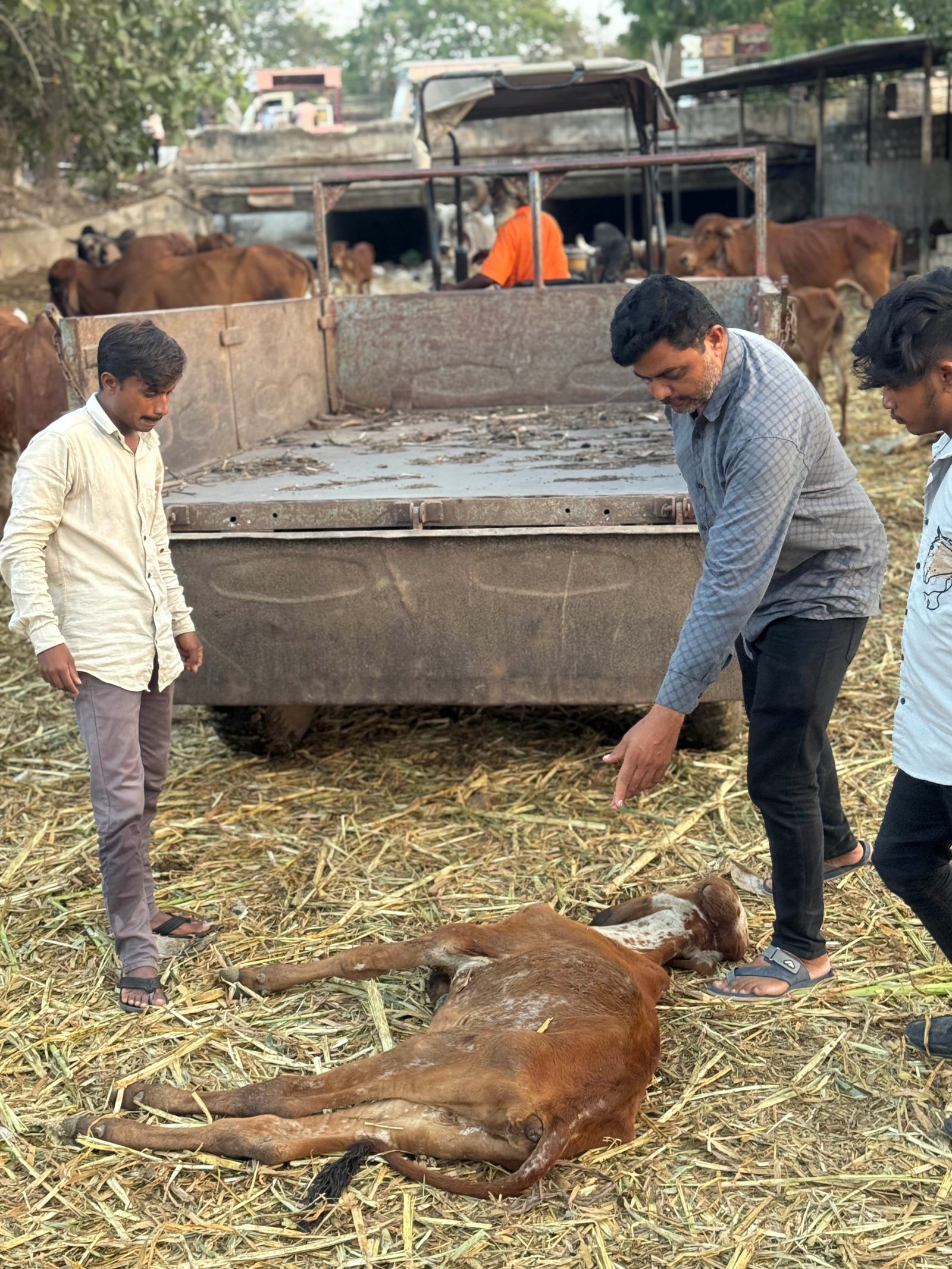અમારી ગૌશાળા અને ગૌસેવા