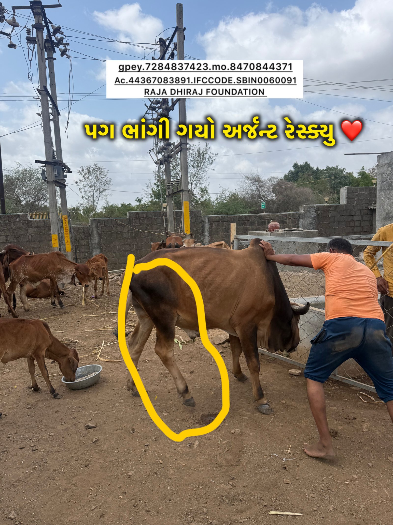 અમારી ગૌશાળા અને ગૌસેવા