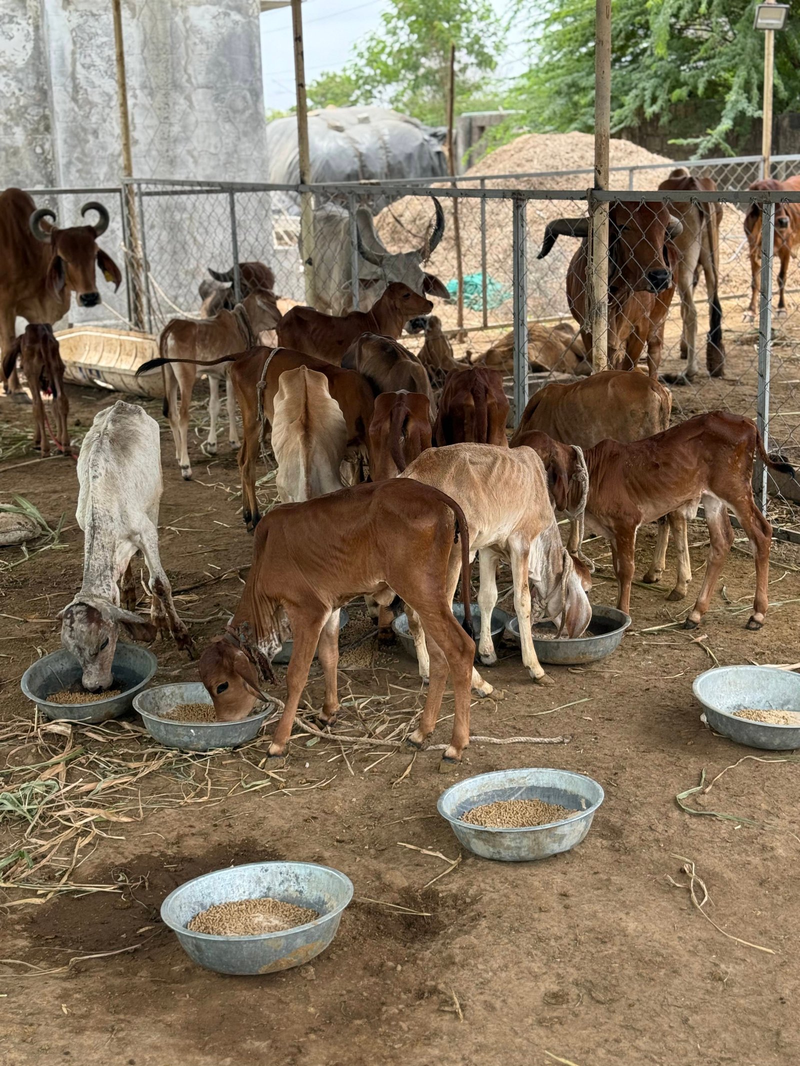 અમારી ગૌશાળા અને ગૌસેવા