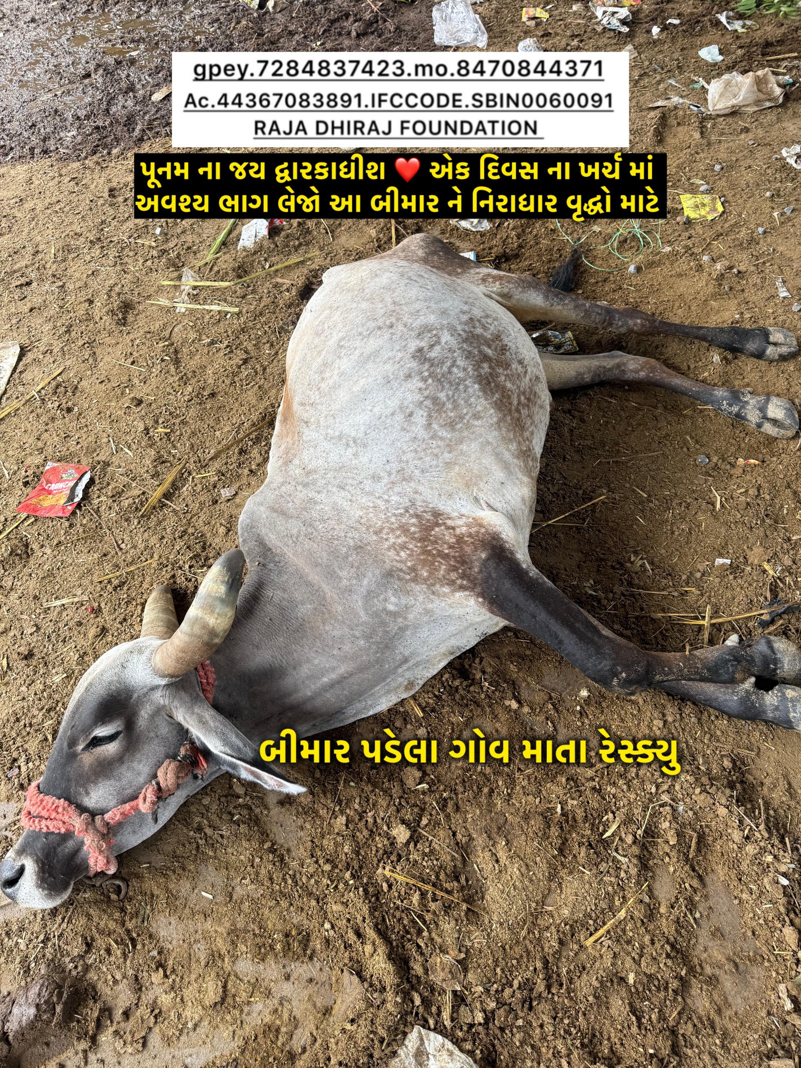 અમારી ગૌશાળા અને ગૌસેવા