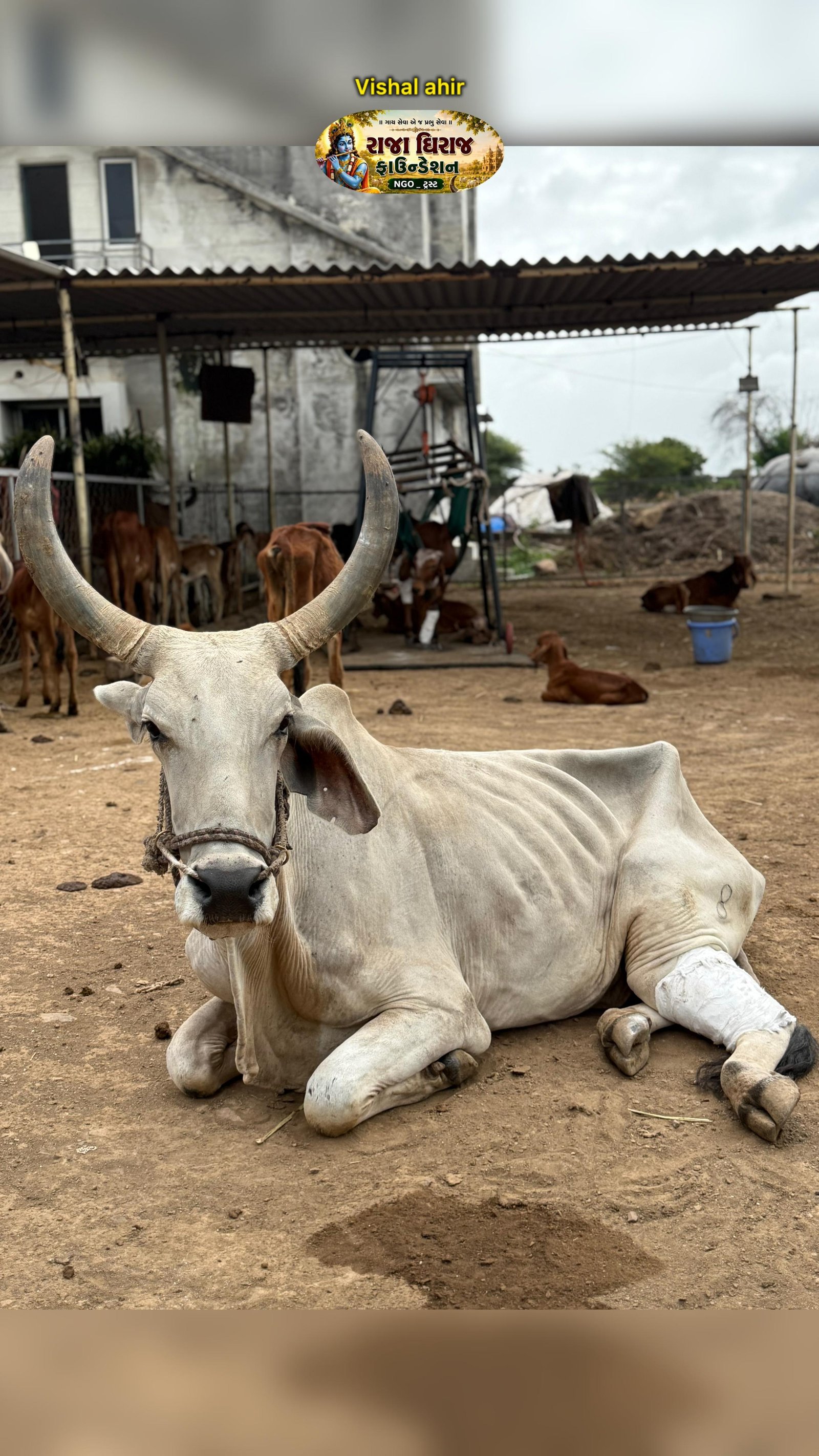 અમારી ગૌશાળા અને ગૌસેવા