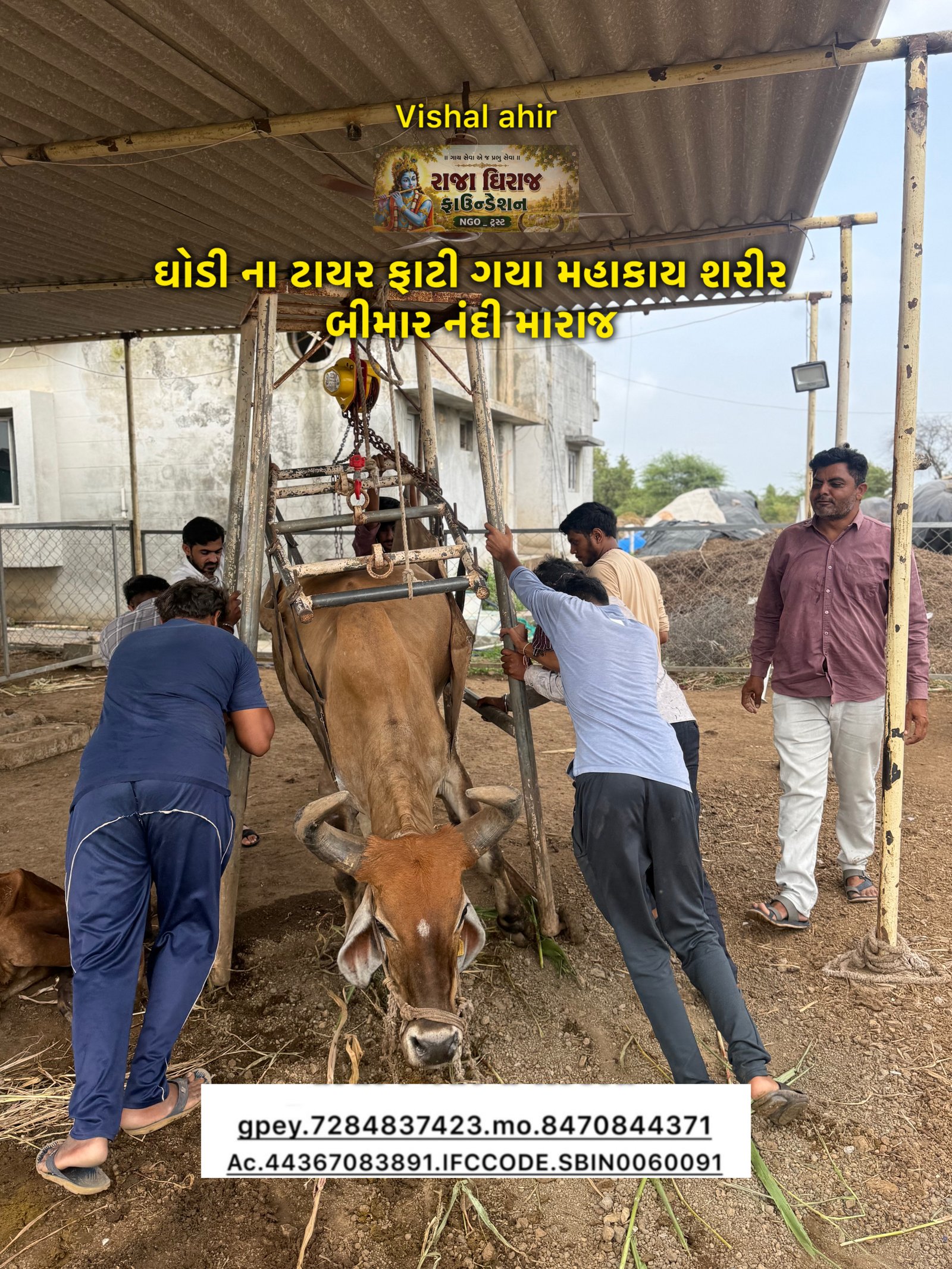 અમારી ગૌશાળા અને ગૌસેવા