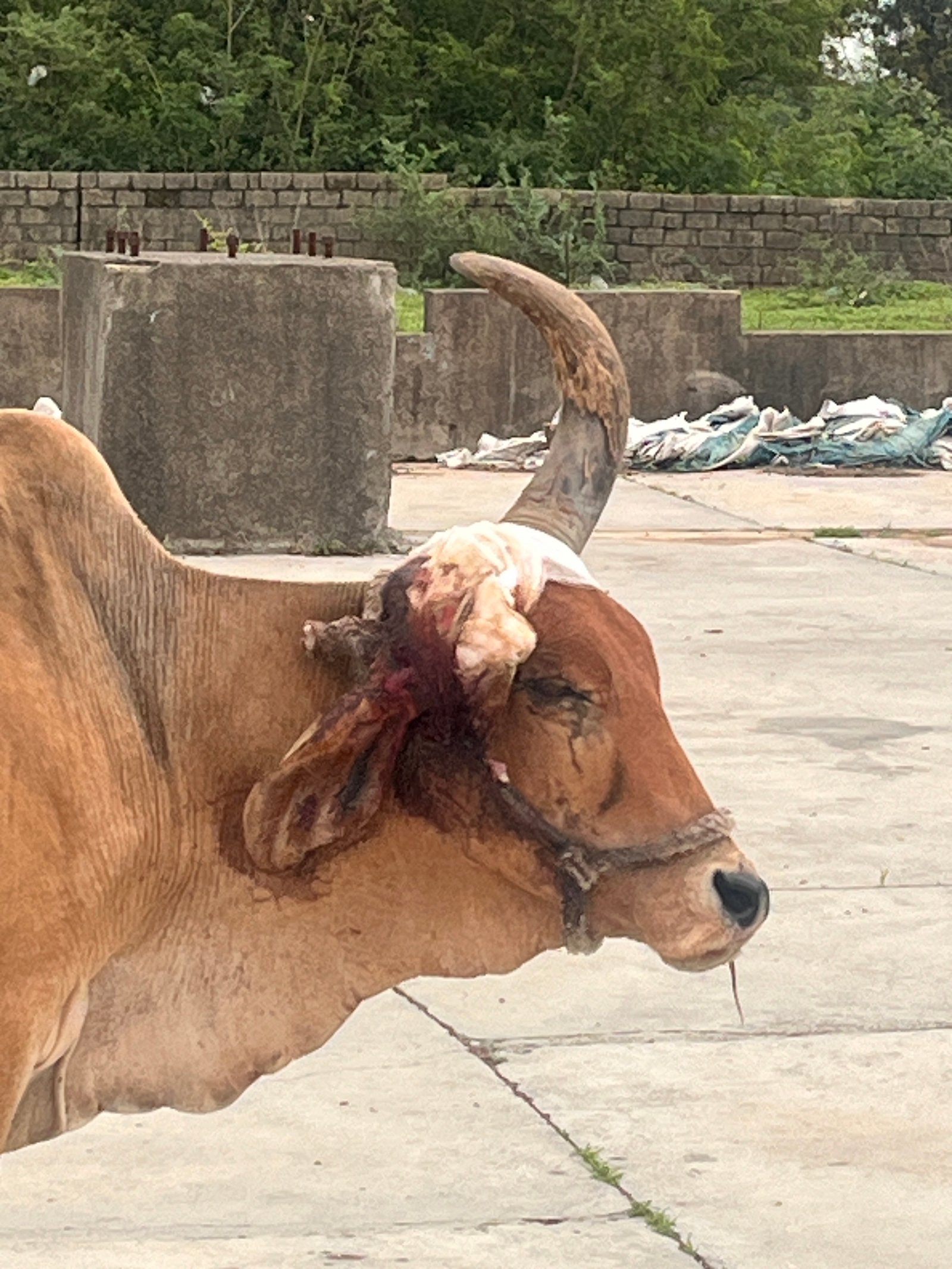 અમારી ગૌશાળા અને ગૌસેવા